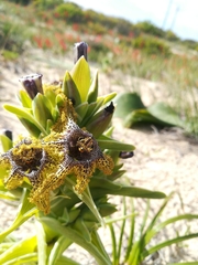 Ferraria foliosa