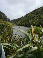 Phormium cookianum hookeri