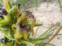 Ferraria foliosa