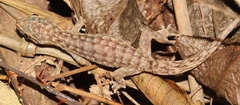 Phyllodactylus palmeus