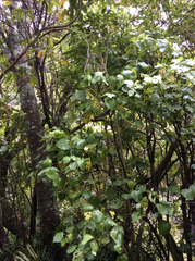 Piper excelsum excelsum