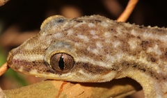 Phyllodactylus palmeus