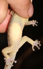 Phyllodactylus palmeus
