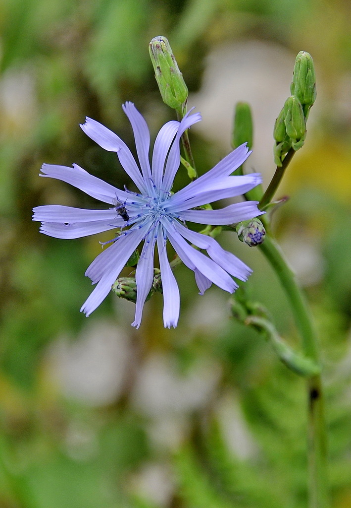 Hairless Blue-sowthistle