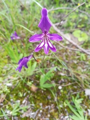 Sparaxis metelerkampiae