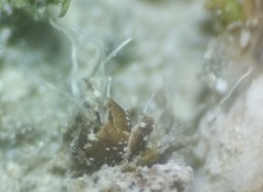 Pterygoneurum