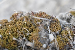 Pterygoneurum