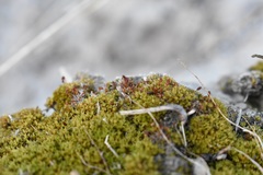 Pterygoneurum