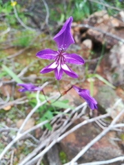 Sparaxis metelerkampiae