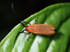 Image of Itumbiara subdilatata