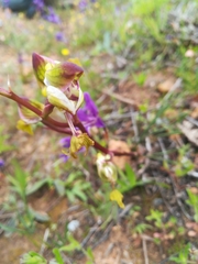 Disa spathulata spathulata