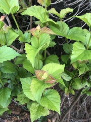 Viburnum rafinesqueanum