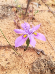 Moraea macrocarpa