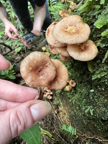Armillaria puiggarii Speg.
