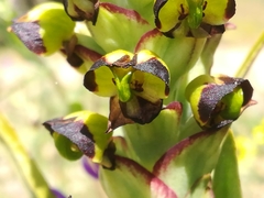 Pterygodium ingeanum