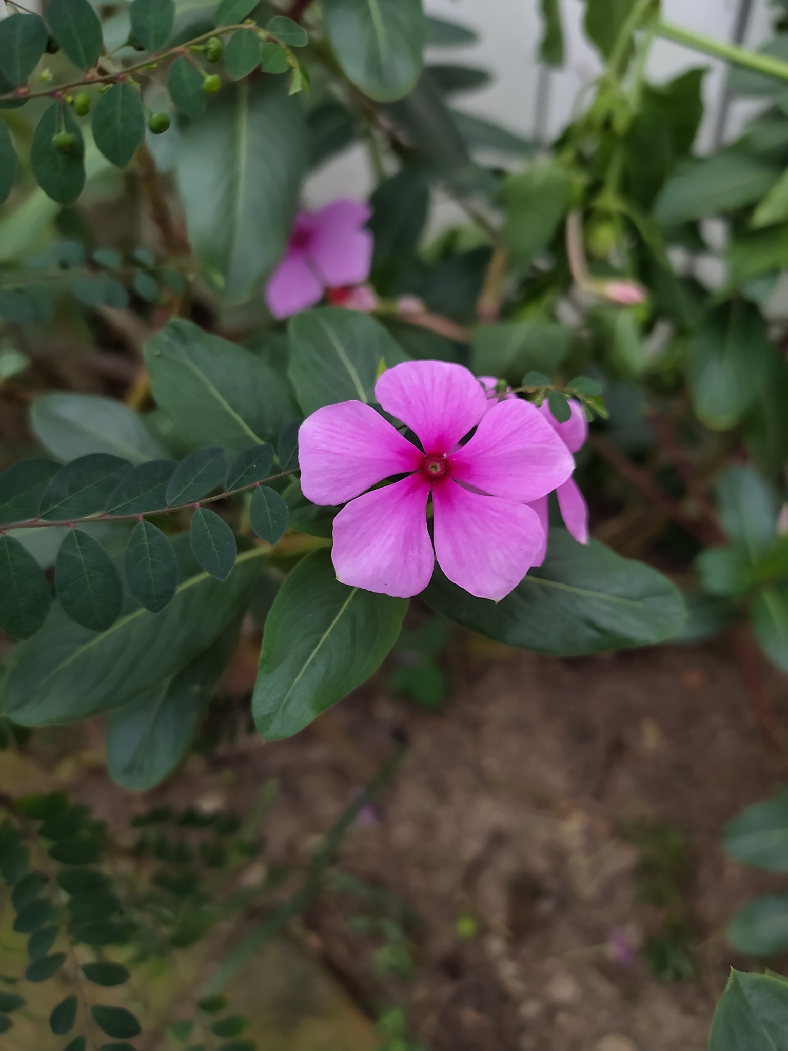 Catharanthus roseus