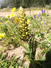 Pterygodium ingeanum