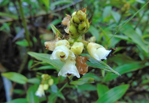 Elleanthus petrogeiton Schltr. 3