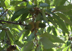 Quercus afares