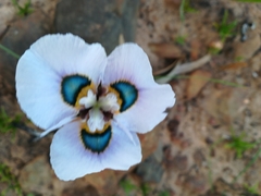 Moraea villosa
