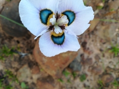 Moraea villosa