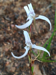 Disa biflora