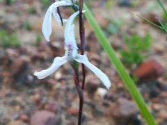 Disa biflora