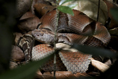 Murici Lancehead photo 4
