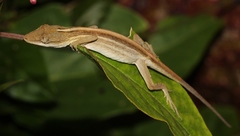 Blue-Spotted Fan Anole photo 2