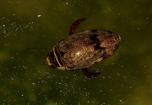 Thermonectus nigrofasciatus ornaticollis