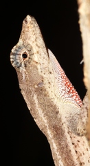 Anolis bicaorum