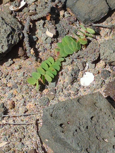 Euphorbia degeneri observed 2023-03-09