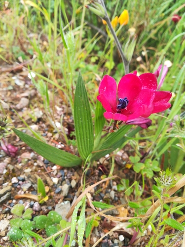 Babiana villosa (Aiton) Ker Gawl.