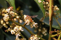 Episyrphus viridaureus