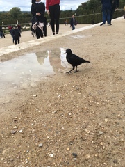 Corvus corone