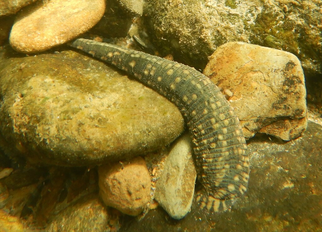 Turtle Leeches Smooth Turtle Leech from Conasauga River, just upstream of US Hwy 411 ...