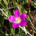 Calandrinia menziesii - Photo (c) nathantay, μερικά δικαιώματα διατηρούνται (CC BY-NC)