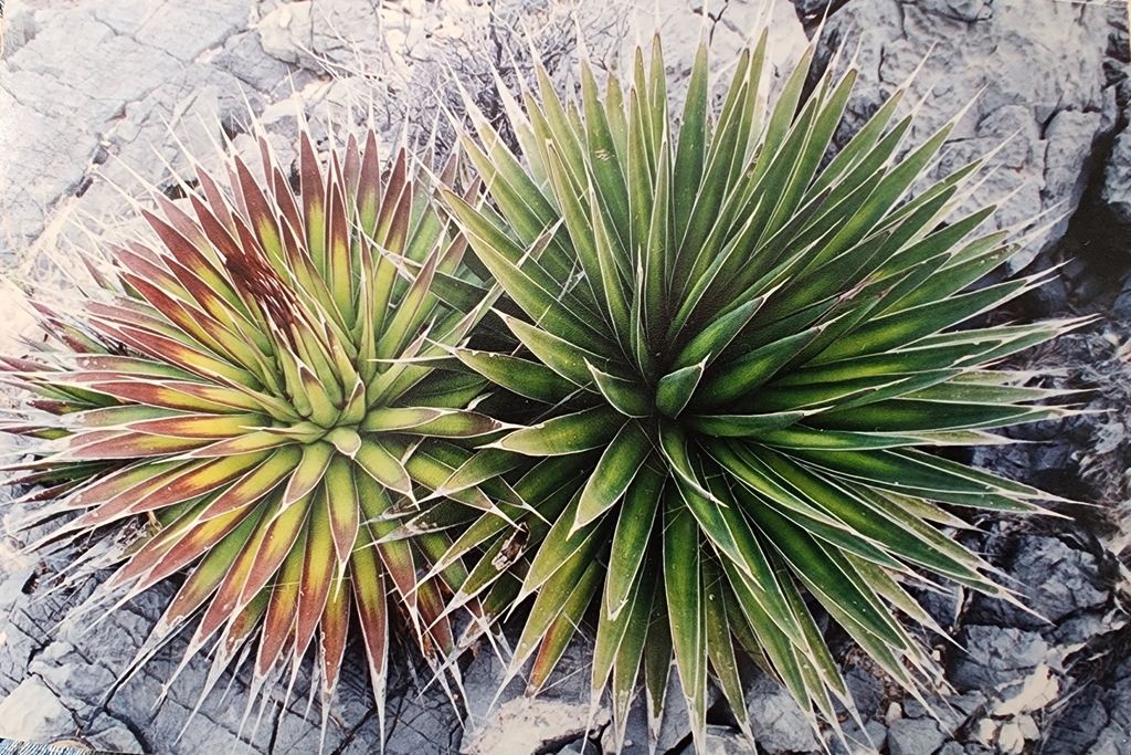 Agave pelona (Mescal Pelón)