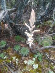 Haworthia herbacea