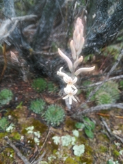 Haworthia herbacea
