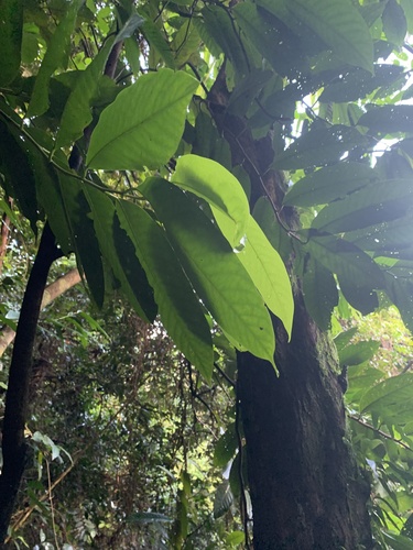Palau horsfieldia (Horsfieldia palauensis)