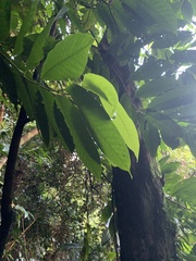Horsfieldia palauensis (Horsfieldia palauensis)