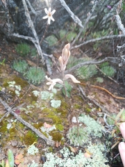 Haworthia herbacea