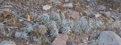 Grusonia clavata