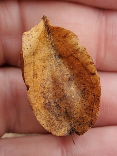 Image of Halesia tetraptera by (c) Will Kuhn, some rights reserved (CC BY)