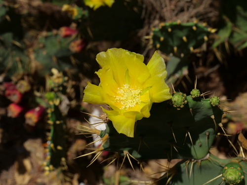 Opuntia dillenii iNat (2)