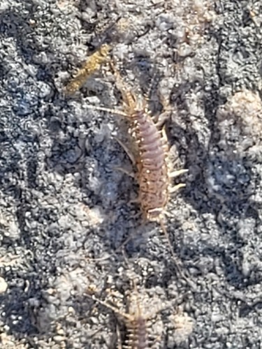 iNaturalist observation photo of Typical Silverfishes