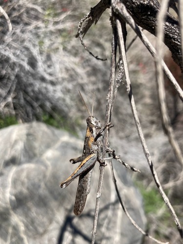 iNaturalist observation photo of Gray Bird Grasshopper