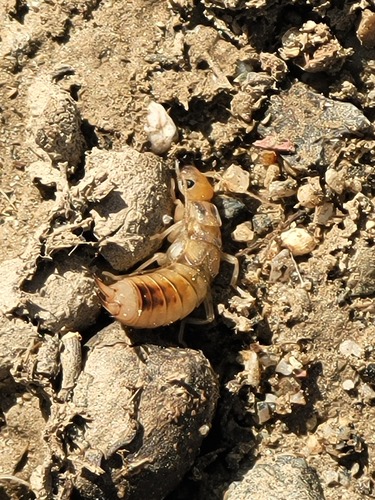 iNaturalist observation photo of Shore Earwig