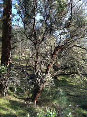 Arctostaphylos glauca
